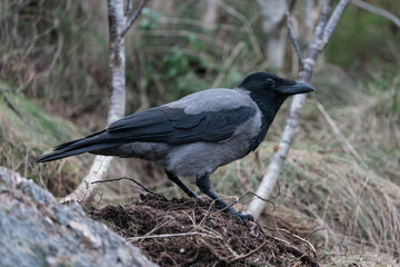 The hooded crow (Corvus cornix)