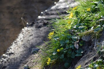 Lesser celandine by the Water