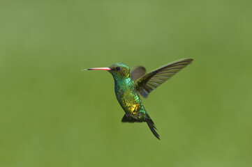 Fototapeta premium Glittering-bellied Emerald (Chlorostilbon lucidus), Trochilidae family, Parana Delta, Argentina, South America