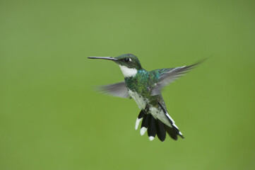 Fototapeta premium White-throated Hummingbird (Leucochloris albicollis), Trochilidae family, Parana Delta, Argentina