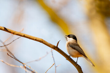 a bird on a branch