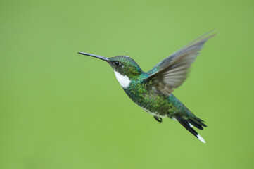 White-throated Hummingbird (Leucochloris albicollis), Trochilidae family, Parana Delta, Argentina