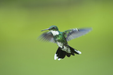 White-throated Hummingbird (Leucochloris albicollis), Trochilidae family, Parana Delta, Argentina