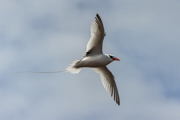 Red-billed Tropicbird (Phaethon aethereus), South Plaza Island, Galapagos, Ecuador, Unesco World Heritage Site