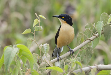 Black-capped Donacobius (Donacobius atricapilla) in vegetation, Pantanal, Mato Grosso State, Brazil
