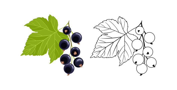 Black currant color cartoon illustration and outline. Vector fresh berry and leaf. Flat icon.