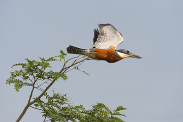 Ringed Kingfisher (Ceryle torquata) in flight, Pantanal, Mato Grosso, Brazil