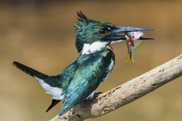Green Kingfisher (Chloroceryle Americana) on a branch with a fish in the beak, Pantanal, Mato...