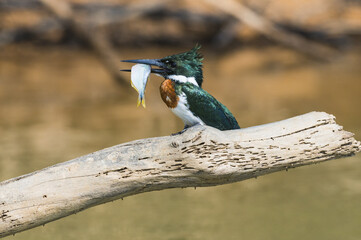 Green Kingfisher (Chloroceryle Americana) on a branch with a fish in the beak, Pantanal, Mato Grosso, Brazil