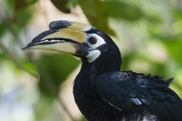 Southern Pied-Hornbill (Anthracoceros convexus), Bali Bird Park, Indonesia