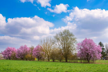 Naklejka na ściany i meble View of a row of blossoming trees in Rheinhessen/Germany under a white-blue sky 