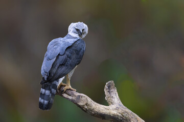Harpy Eagle (Harpia harpyia) on a branch, Brazil - obrazy, fototapety, plakaty