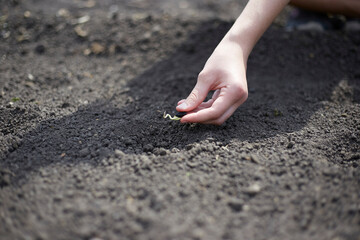 Planting a sprouted seed in the ground, topic agriculture