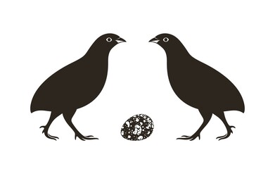 California Quail. Isolated quail on white background