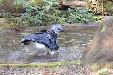 Harpy Eagle (Harpia harpyia) bathing in a pond, Brazil