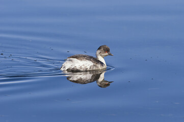 Silvery Grebe (Podiceps occipitalis), Lauca National Park, Arica and Parinacote Region, Chile