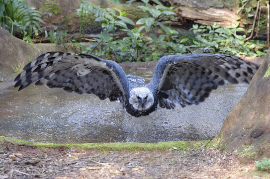 Harpy Eagle Images  Free Photos, PNG Stickers, Wallpapers