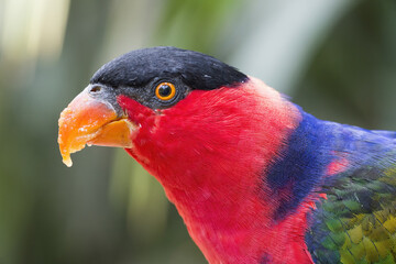 Black-capped Lory (Lorius lory), Bali, Indonesia