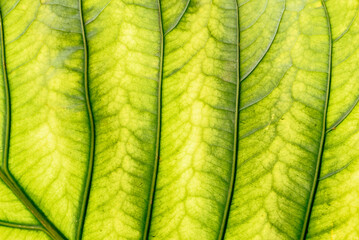 Green Leaf Texture Wallpaper