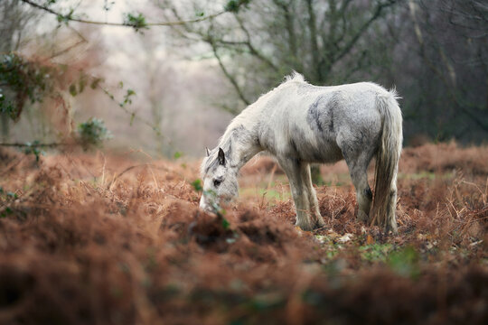 White Horse In A Fantasy Scene
