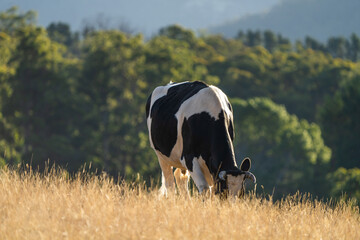 Close up of Stud speckle park Beef bulls, cows and calves grazing on grass in a field, in...