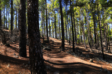 Circular hiking trail "Llanos De La Pez" on Mountain "Pico De Las Nieves" Gran Canaria - Spain