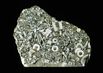 Cross section of limestone rock. Excellent example of crinoid sea lily fossils from Treakcliff...