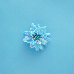 Soft blue flower on sky blue background. Spring summer happy awakening concept. Nature minimal design