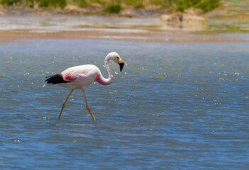Wild Chilean Flamingos, Los Flamencos (Flamingos) National Reserve, San Pedro de Atacama, Atacama desert, Antofagasta, Chile