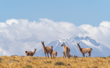 A vicuña herd on a hilöltop on the road to the Jama Pass, Atacama desert, Chile border with...