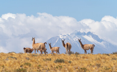 A vicuña herd on a hilöltop on the road to the Jama Pass, Atacama desert, Chile border with...
