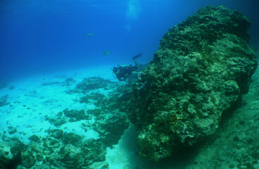 underwater scene , caribbean sea , paradise island , Curacao