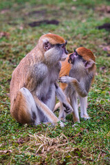Patas monkey also known hussar monkey (Erythrocebus patas)