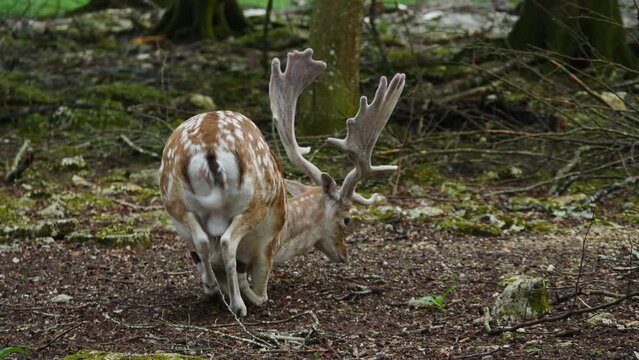 Male fallow deer, buck with antlers in natural environment. Deer Dama dama. Vision Park in Auberive region, France. Slow motion
