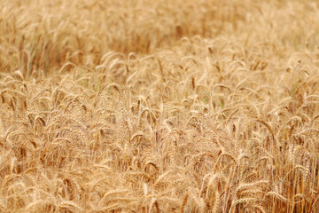 Golden wheat fields. The fully ripe wheat is ready to be harvested. Oats, rye, barley. wheat farming.
