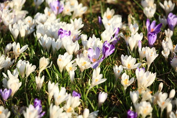 Saffron flowers on meadow in spring