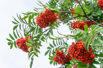 Rowan branch with bunches of red ripe berries against the sky