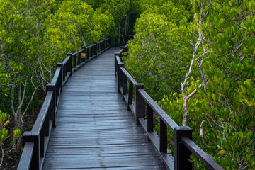 Fototapeta na wymiar Forest landscape, pathway in mangrove forest.