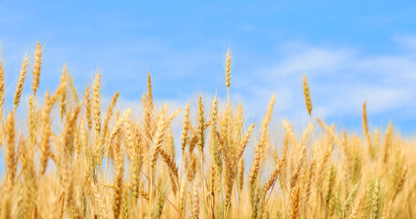 Golden wheat field at sunset with bright blue sky.  Agriculture farm and farming concept