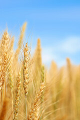 Fototapeta premium Golden wheat field at sunset with bright blue sky. Agriculture farm and farming concept