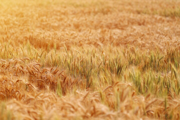 Golden wheat fields. The fully ripe wheat is ready to be harvested. Oats, rye, barley. wheat farming.