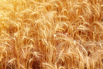 Golden wheat fields. The fully ripe wheat is ready to be harvested. Oats, rye, barley. wheat farming.