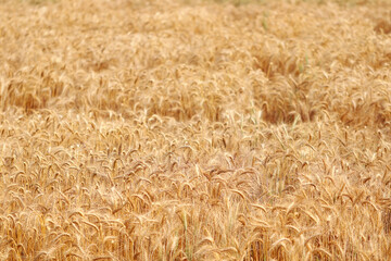 Golden wheat fields. The fully ripe wheat is ready to be harvested. Oats, rye, barley. wheat farming.