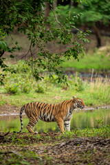 Naklejka na ściany i meble wild bengal female tiger stalking prey in natural scenic green background in outdoor jungle safari at bandhavgarh national park forest or tiger reserve madhya pradesh india - panthera tigris tigris