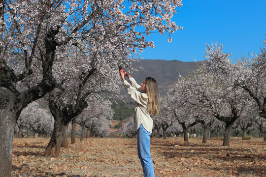 Young woman farmer pruning flowering trees in an almond grove under blue sky