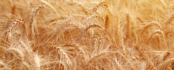 Golden wheat fields. The fully ripe wheat is ready to be harvested. Oats, rye, barley. wheat farming.