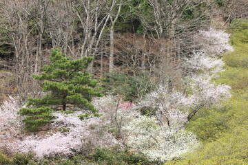 冨士霊園、春の景色。4月満開の桜で華やぐ公園墓地。