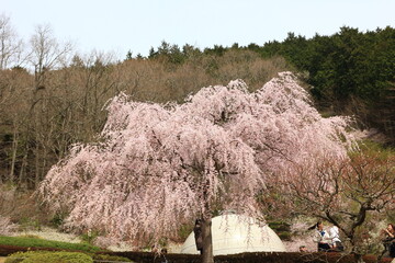 冨士霊園、春の景色。4月満開の桜で華やぐ公園墓地。