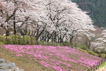 冨士霊園、春の景色。4月満開の桜で華やぐ公園墓地。芝桜と桜。