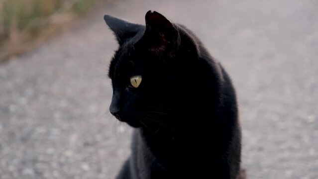 black cat walks on the road